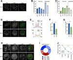 GFP Antibody in Immunocytochemistry (ICC/IF)