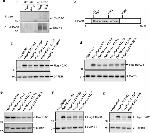 Phosphotyrosine Antibody in Western Blot (WB)