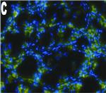 Mouse IgG (H+L) Cross-Adsorbed Secondary Antibody in Immunohistochemistry (Frozen) (IHC (F))