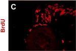 Mouse IgG2a Cross-Adsorbed Secondary Antibody in Immunohistochemistry (IHC)