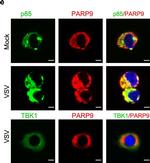Rabbit IgG (H+L) Cross-Adsorbed Secondary Antibody in Immunocytochemistry (ICC/IF)