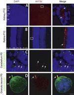 Acetyl-alpha Tubulin (Lys40) Antibody in Immunohistochemistry (Frozen), Immunocytochemistry (IHC (F), ICC/IF)