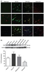 Phospho-PAK1/2/3 (Ser141) Antibody in Immunohistochemistry, Immunocytochemistry (IHC, ICC/IF)