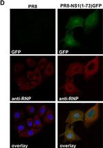Goat IgG (H+L) Cross-Adsorbed Secondary Antibody in Immunocytochemistry (ICC/IF)