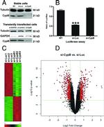 Cyclophilin B Antibody