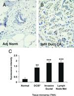 Cyclophilin B Antibody in Immunohistochemistry (IHC)