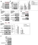 Phosphoserine Antibody