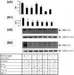 Cannabinoid Receptor 1 Antibody