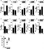Phospho-IRS1 (Ser312) Antibody