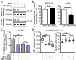 FCHSD2 Antibody