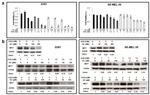 MiTF Antibody