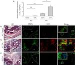 EDG3 (extracellular) Antibody