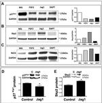 SKP2 Antibody