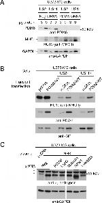 PDIA6 Antibody
