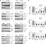 PTGFRN Antibody