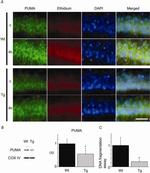OxPhos Complex IV subunit IV Antibody in Western Blot (WB)