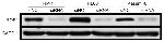 ROMO1 Antibody