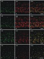 Connexin 45 Antibody in Immunohistochemistry (IHC)