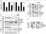 BMI-1 Antibody
