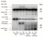 Adenylate Cyclase 8 Antibody