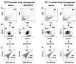 CD11c Antibody in Flow Cytometry (Flow)