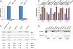 MiTF Antibody