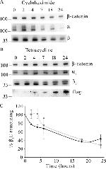 ATP1A1 Antibody