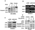 Caspase 1 Antibody