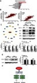 FAM111B Antibody