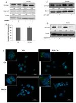 Cathepsin B Antibody