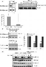 Phospho-beta Arrestin 1 (Ser412) Antibody in Western Blot (WB)