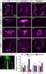 GFP Antibody in Immunohistochemistry (Paraffin) (IHC (P))