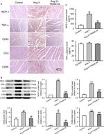CD3e Monoclonal Antibody (145-2C11), Biotin, Functional Grade, eBioscience™