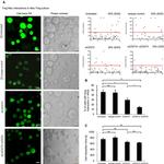 CD273 (B7-DC) Antibody in Functional Assay (Functional)