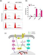 Phospho-AKT1 (Ser473) Antibody in Flow Cytometry (Flow)