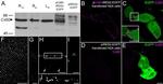Connexin 50 Antibody in Immunohistochemistry (IHC)