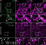 Connexin 50 Antibody in Immunohistochemistry (IHC)