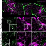 Connexin 50 Antibody in Immunohistochemistry (IHC)