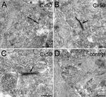Connexin 50 Antibody in Immunohistochemistry (IHC)