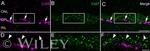 Connexin 50 Antibody in Immunohistochemistry (IHC)