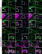 Connexin 50 Antibody in Immunohistochemistry (IHC)
