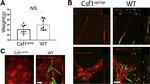 PGP9.5 Antibody in Immunohistochemistry (Paraffin) (IHC (P))