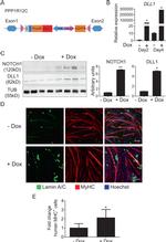 DLL1 Antibody in Western Blot (WB)