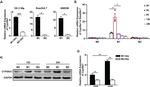 CYP26A1 Antibody in Western Blot (WB)