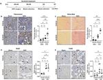CD45R (B220) Antibody in Immunohistochemistry (IHC)