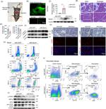 CD68 Antibody in Immunocytochemistry (ICC/IF)
