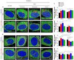 Calreticulin Antibody in Immunocytochemistry (ICC/IF)