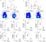 CD115 (c-fms) Antibody in Flow Cytometry (Flow)