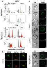CD4 Monoclonal Antibody (OKT4 (OKT-4)), eBioscience™