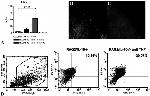 IFN gamma Antibody in Immunohistochemistry, Immunocytochemistry, Flow Cytometry, ELISA (IHC, ICC/IF, Flow, ELISA)